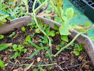 홍혜석님의 농사, 무엇이든 물어보세요! · 참여글 작성글 사진