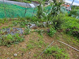 창호리초보농부님의 자유주제 · 자유게시판 작성글 사진