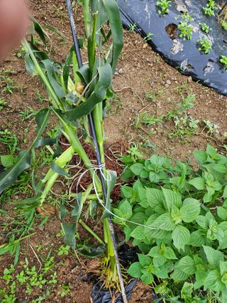 창호리초보농부님의 자유주제 · 자유게시판 작성글 사진