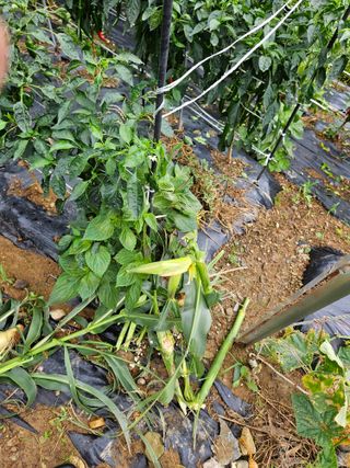 창호리초보농부님의 자유주제 · 자유게시판 작성글 사진