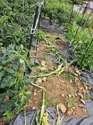 창호리초보농부님의 자유주제 · 자유게시판 작성글 사진