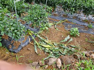 창호리초보농부님의 자유주제 · 자유게시판 작성글 사진