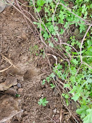 창호리초보농부님의 자유주제 · 자유게시판 작성글 사진