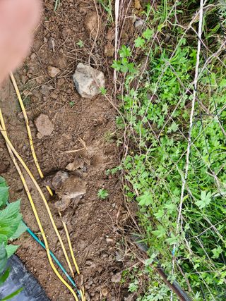 창호리초보농부님의 자유주제 · 자유게시판 작성글 사진