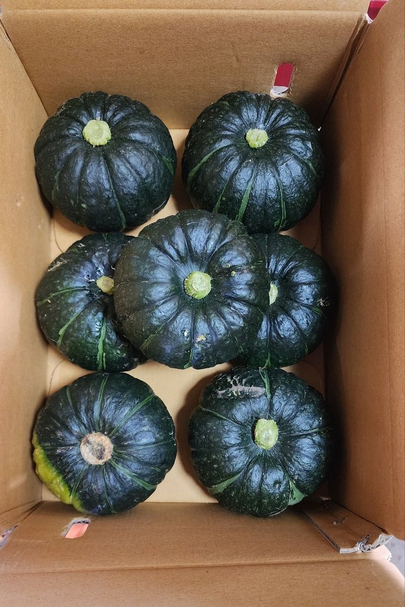 김태환님의 장터 판매 상품 [제주 미니 밤호박(보우짱)] 첨부 사진