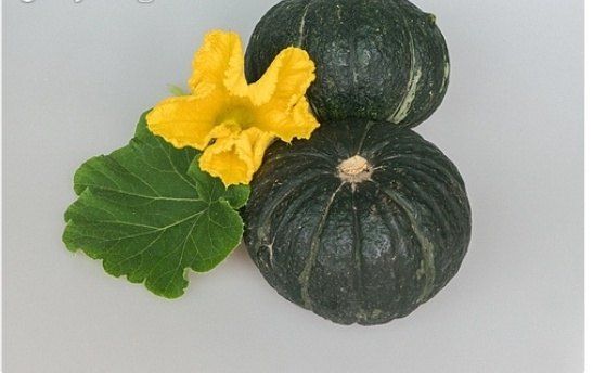 김태환님의 장터 판매 상품 [제주 미니 밤호박(보우짱)] 첨부 사진