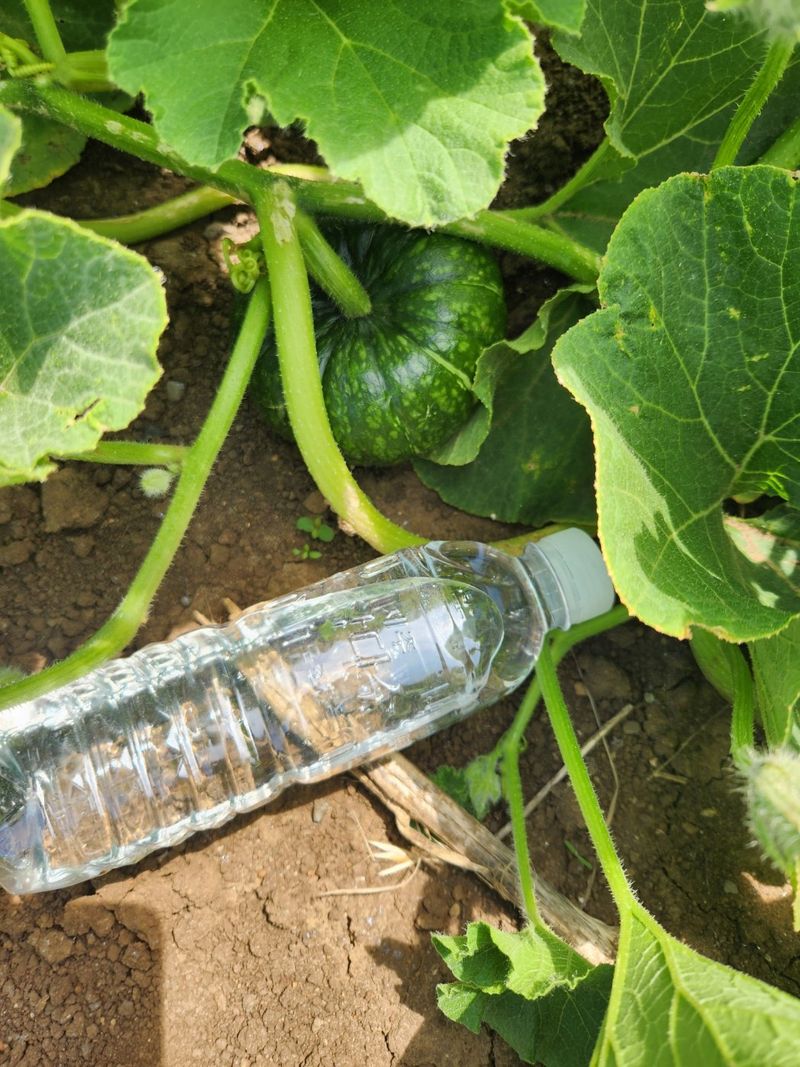 김태환님의 장터 판매 상품 [제주 미니 밤호박(보우짱)] 첨부 사진