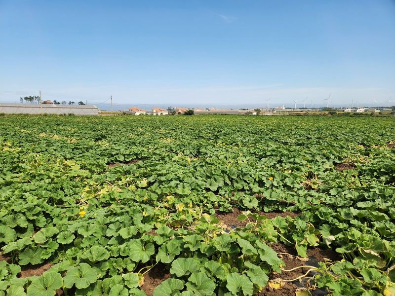 김태환님의 장터 판매 상품 [제주 미니 밤호박(보우짱)] 첨부 사진