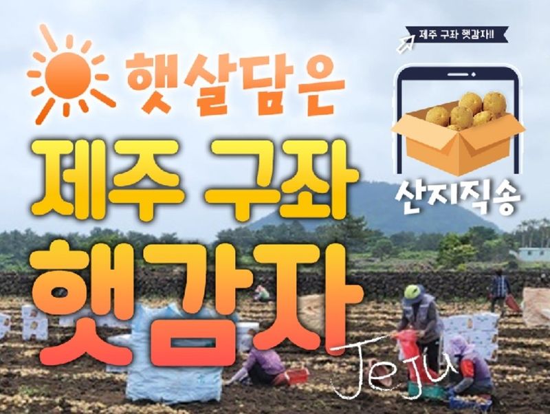 장터 상품 [제주 구좌 (꿀) 햇 감자 3kg] 썸네일