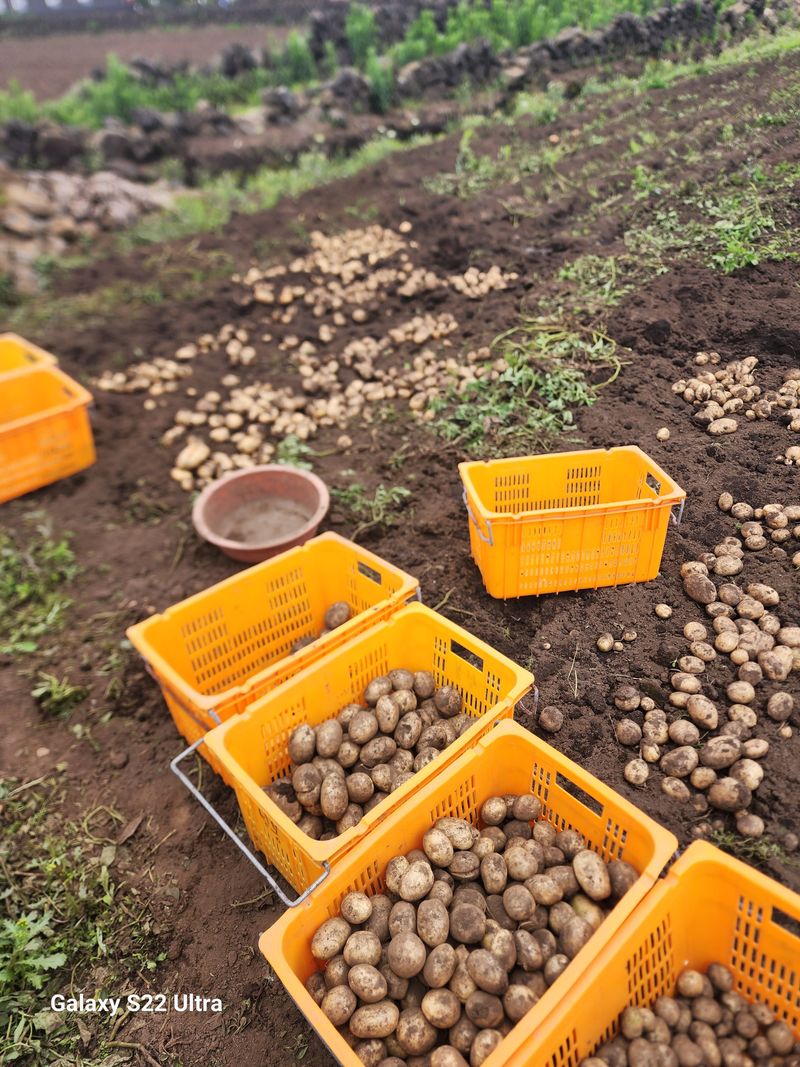 김태환님의 장터 판매 상품 [제주 구좌 (꿀) 햇 감자 3kg] 첨부 사진