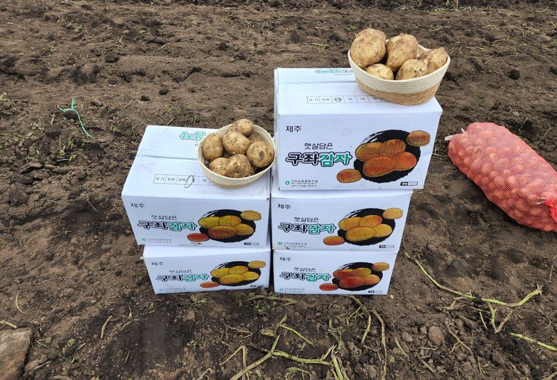 김태환님의 장터 판매 상품 [제주 구좌 (꿀) 햇 감자 3kg] 첨부 사진