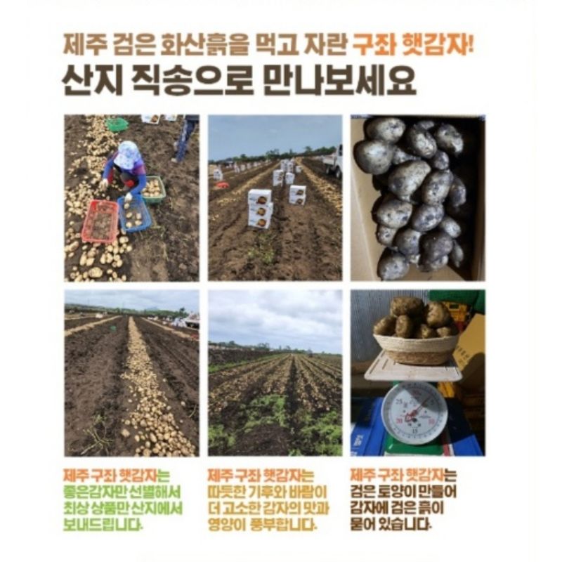 김태환님의 장터 판매 상품 [제주 구좌 (꿀) 햇 감자 3kg] 첨부 사진