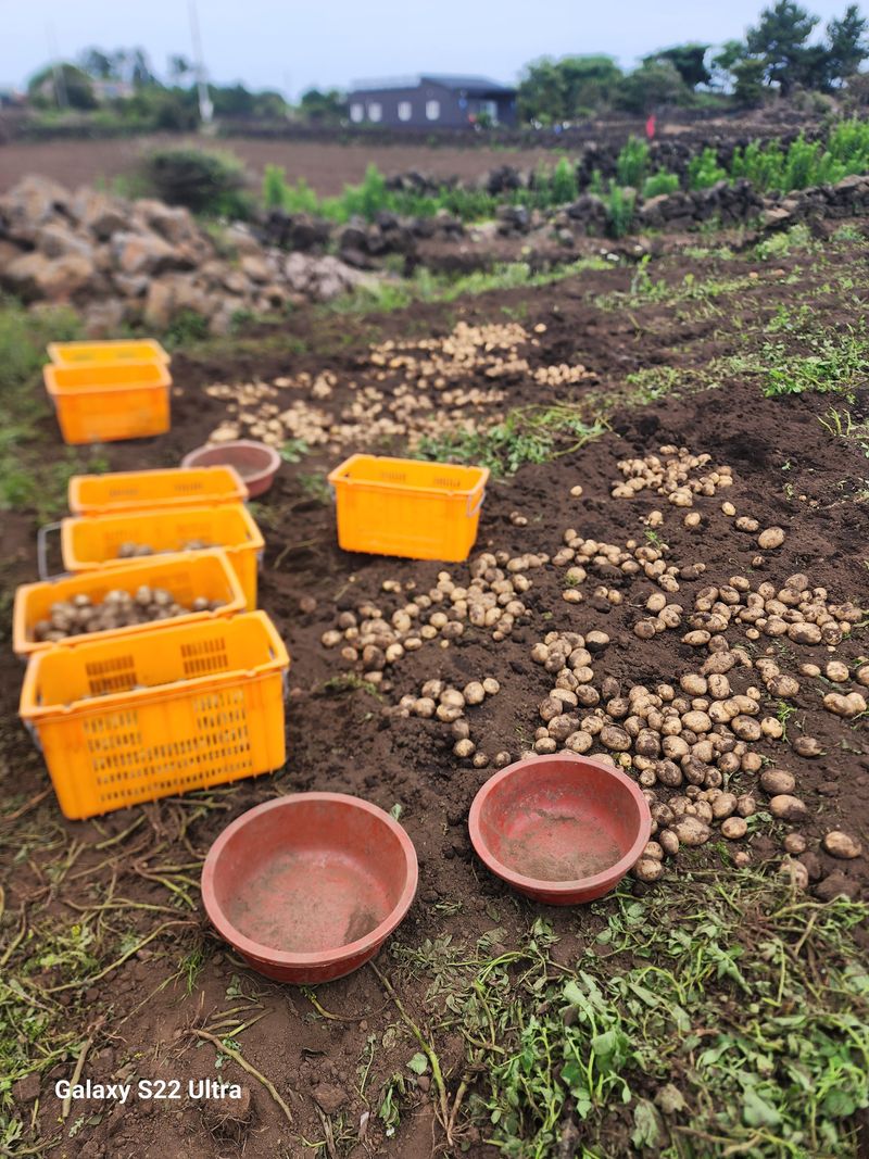 김태환님의 장터 판매 상품 [제주 구좌 (꿀) 햇 감자 3kg] 첨부 사진