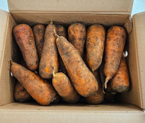 김태환님의 장터 판매 상품 [경남 햇 당근 ] 첨부 사진