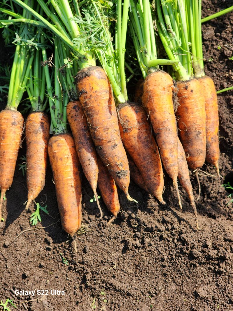 김태환님의 장터 판매 상품 [경남 햇 당근 ] 첨부 사진