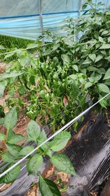 팜모닝 고추·병해충상담 게시글 이미지