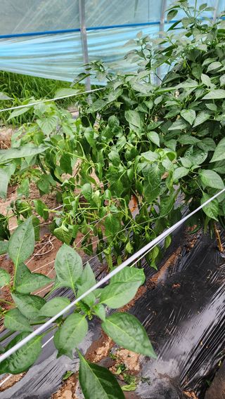 문병숙님의 고추 · 병해충상담 작성글 사진