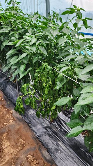 문병숙님의 고추 · 병해충상담 작성글 사진