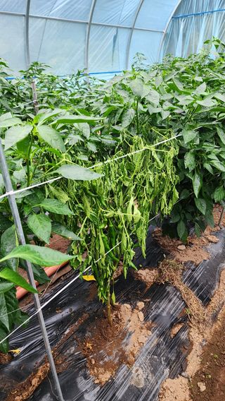 문병숙님의 고추 · 병해충상담 작성글 사진