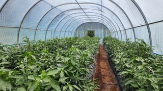 문병숙님의 고추 · 병해충상담 작성글 사진