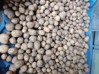 김춘연님의 감자 · 영농일지 작성글 사진