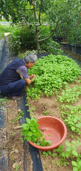 함영숙 님의 들깨 · 영농일지 작성글 사진