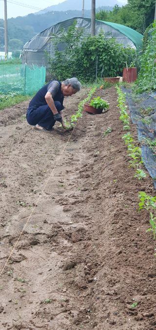 함영숙 님의 들깨 · 영농일지 작성글 사진
