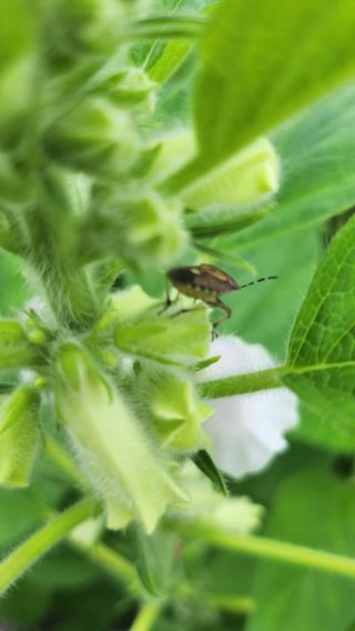 김순례님의 참깨 · 영농일지 작성글 사진