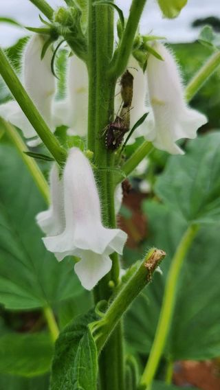 김순례님의 참깨 · 영농일지 작성글 사진