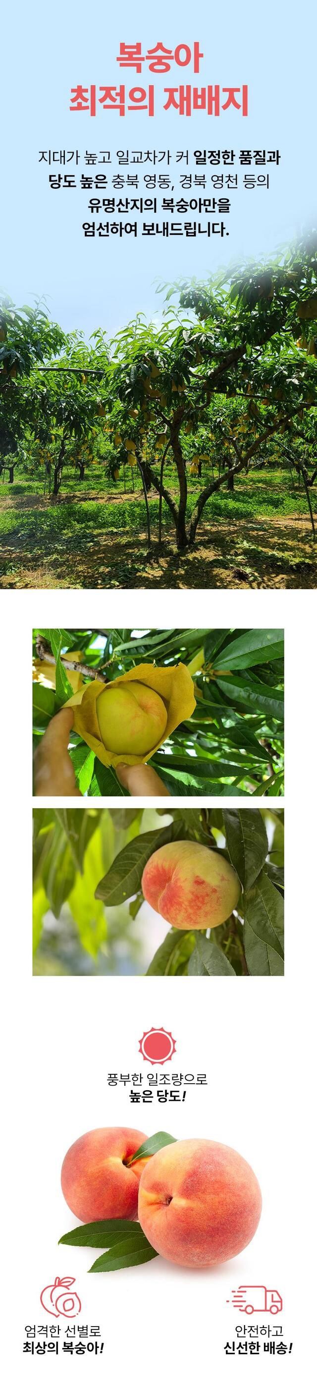 정유진님의 장터 판매 상품 [당천 부드러운 복숭아 6-8입 2kg(특)] 첨부 사진