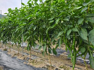 계룡남님의 고추 · 영농일지 작성글 사진