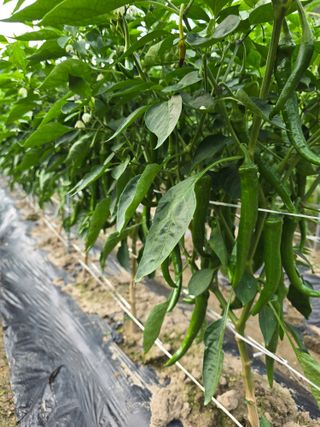 계룡남님의 고추 · 영농일지 작성글 사진