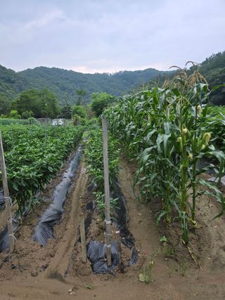 계룡남님의 고추 · 영농일지 작성글 사진