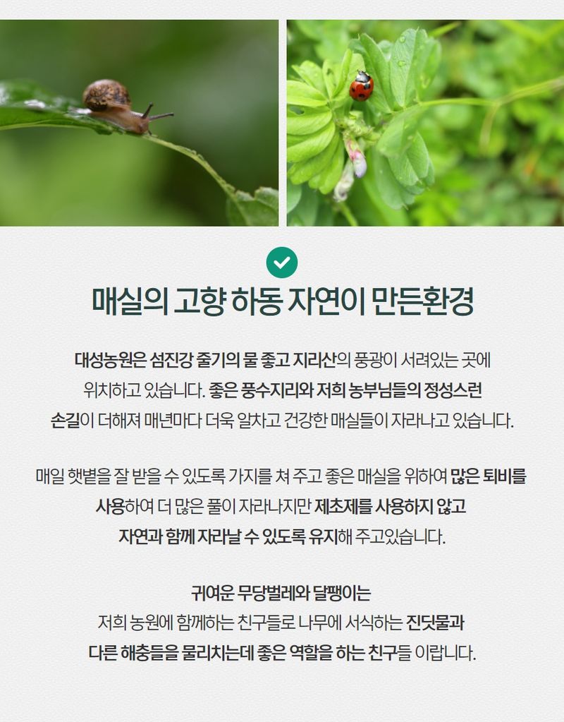 정유진님의 장터 판매 상품 [하동 대성농원 매실 장아찌 1kg] 첨부 사진
