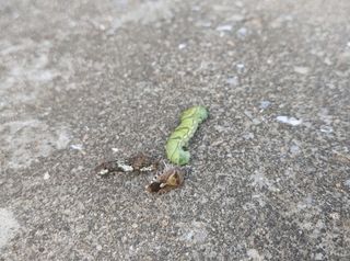 히나팜님의 기타작물 · 자유게시판 작성글 사진