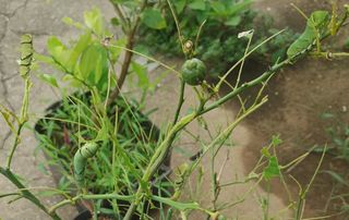 히나팜님의 기타작물 · 자유게시판 작성글 사진