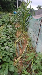 팜모닝 옥수수·영농일지 게시글 이미지