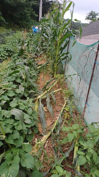 이강환님의 옥수수 · 영농일지 작성글 사진