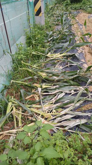 이강환님의 옥수수 · 영농일지 작성글 사진