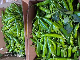 이효순님의 고추 · 영농일지 작성글 사진