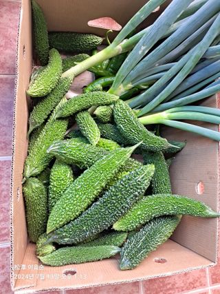 이효순님의 고추 · 영농일지 작성글 사진