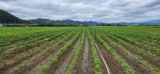 나으살던고향님의 자유주제 · 자유게시판 작성글 사진