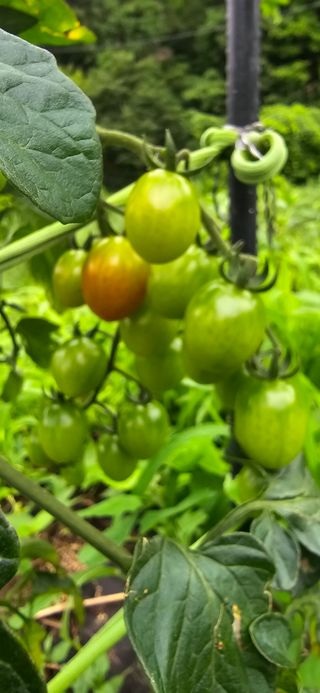 아침이슬청과님의 호박 · 영농일지 작성글 사진