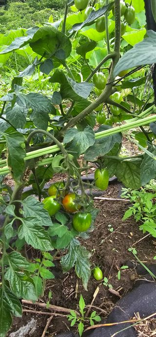 아침이슬청과님의 호박 · 영농일지 작성글 사진