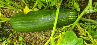 아침이슬청과님의 호박 · 영농일지 작성글 사진