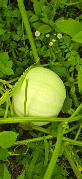 아침이슬청과님의 호박 · 영농일지 작성글 사진