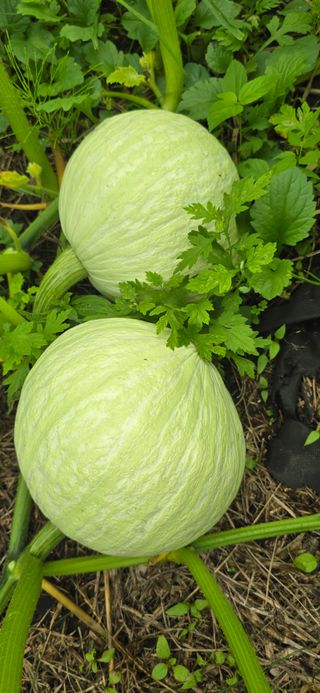 아침이슬청과님의 호박 · 영농일지 작성글 사진