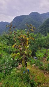 팜모닝 농사, 무엇이든 물어보세요!·참여글 게시글 이미지