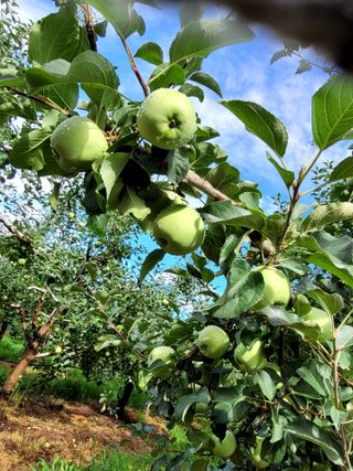 산신님의 사과 · 영농일지 작성글 사진