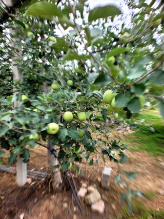 산신님의 사과 · 영농일지 작성글 사진